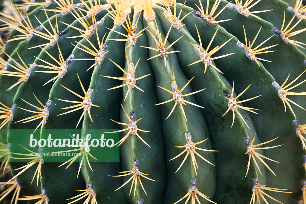 361003 - Ferocactus histrix