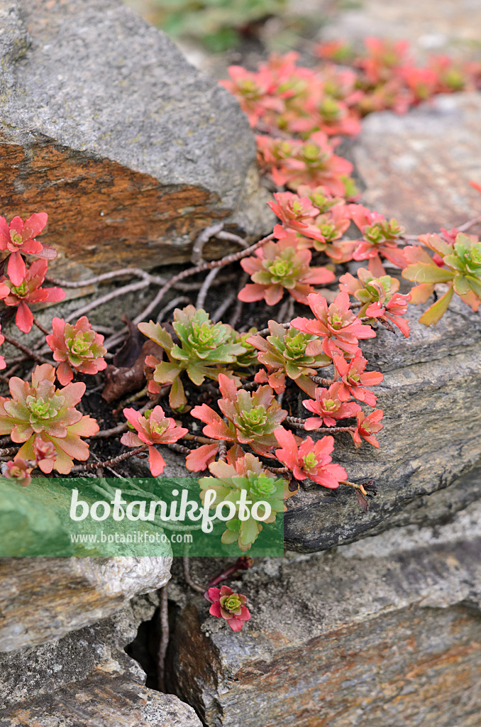 525008 - Fetthenne (Sedum) auf einer Trockensteinmauer