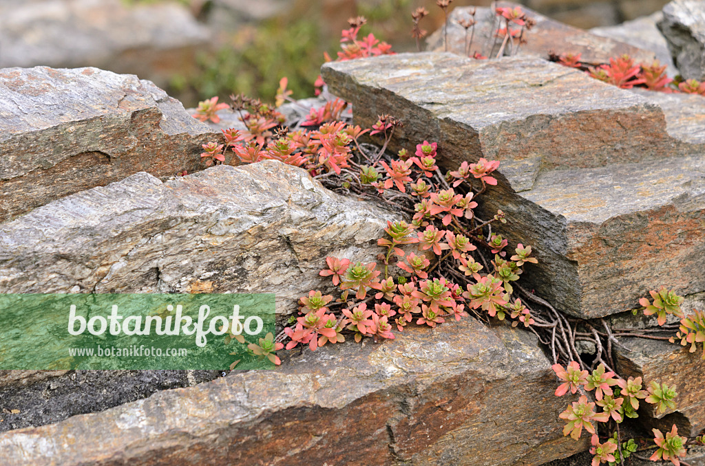 525009 - Fetthenne (Sedum) auf einer Trockensteinmauer