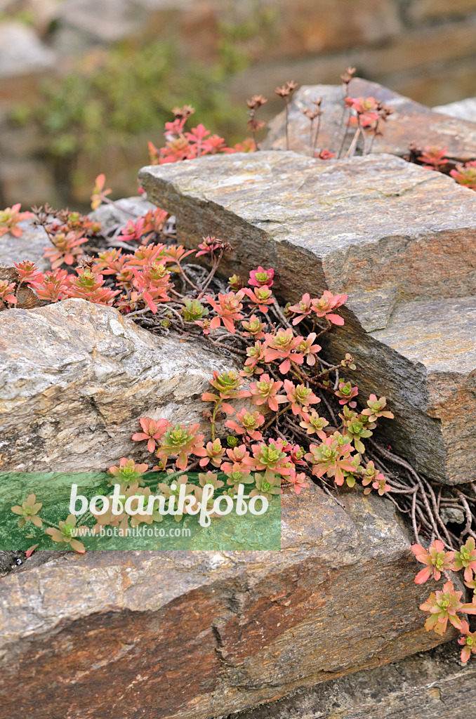 525010 - Fetthenne (Sedum) auf einer Trockensteinmauer