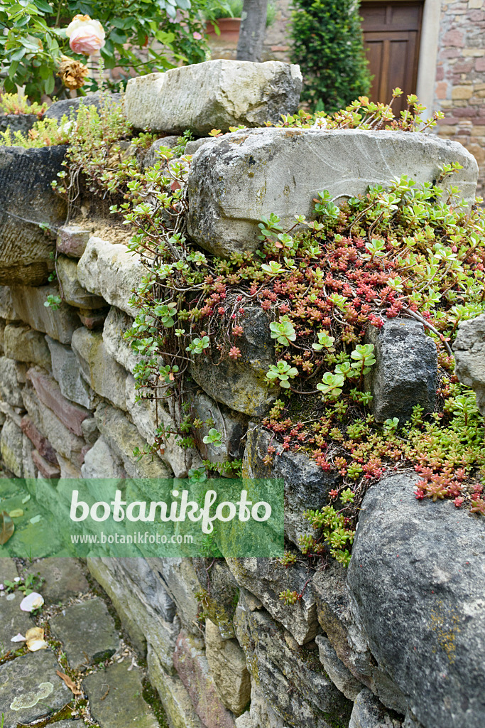 557070 - Fetthenne (Sedum) auf einer Trockensteinmauer