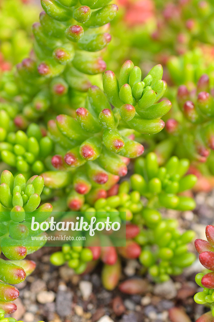 487079 - Fetthenne (Sedum rubrotinctum)