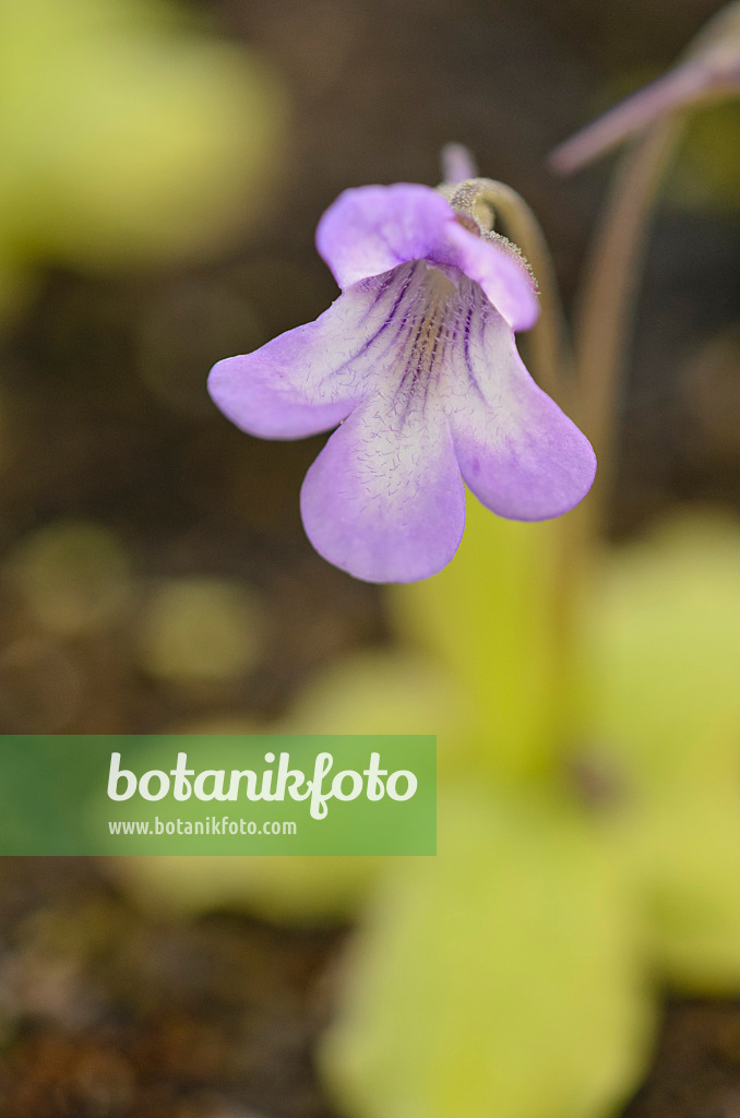 555080 - Fettkraut (Pinguicula nevadensis x poldinii)