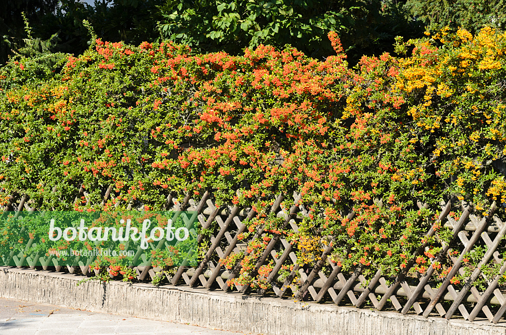 548074 - Feuerdorn (Pyracantha)