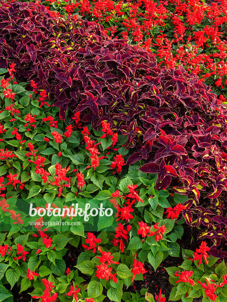 404017 - Feuersalbei (Salvia splendens) und Buntnessel (Solenostemon syn. Coleus)