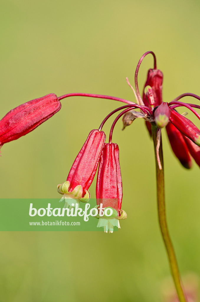 521160 - Feuerwerksblume (Dichelostemma ida-maia)