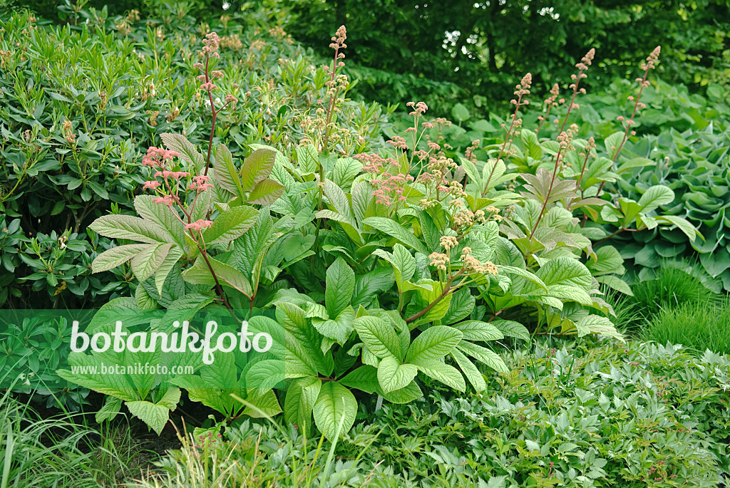 502409 - Fiederblättriges Schaublatt (Rodgersia pinnata)