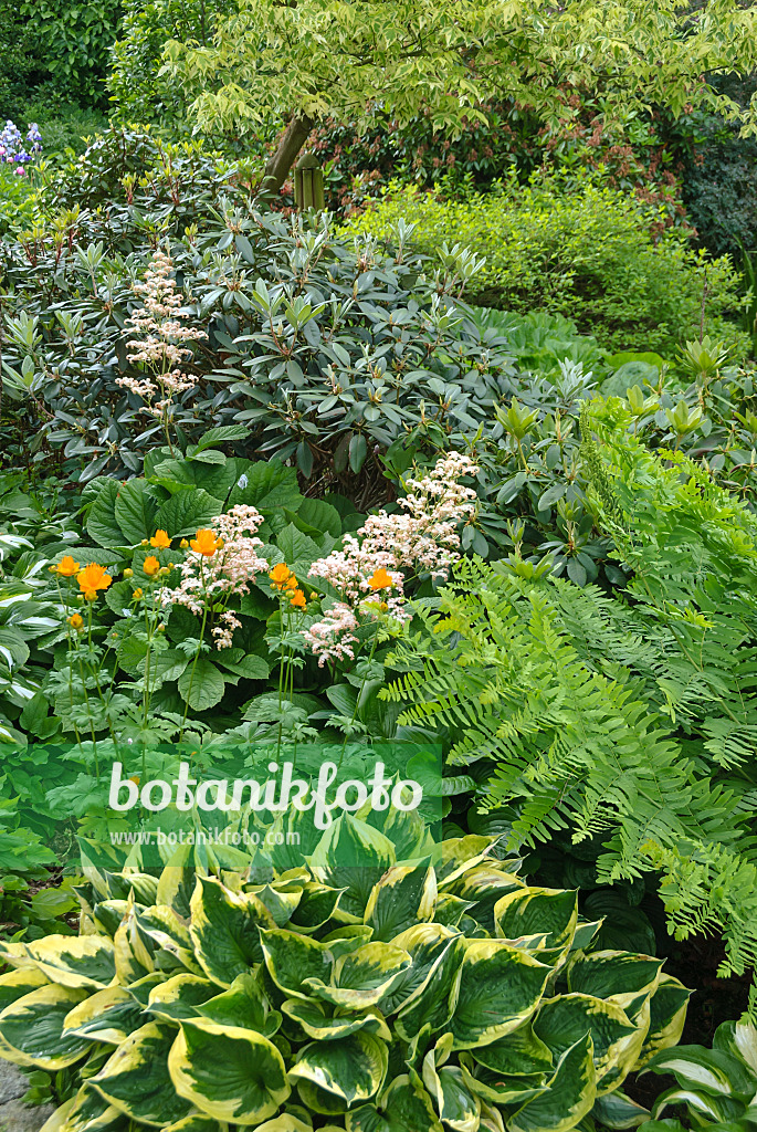 517115 - Fiederblättriges Schaublatt (Rodgersia pinnata), Chinesische Trollblume (Trollius chinensis) und Funkien (Hosta)