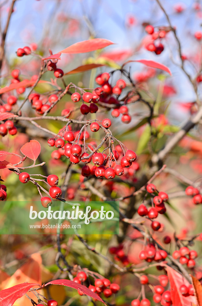 525275 - Filzige Apfelbeere (Aronia arbutifolia)