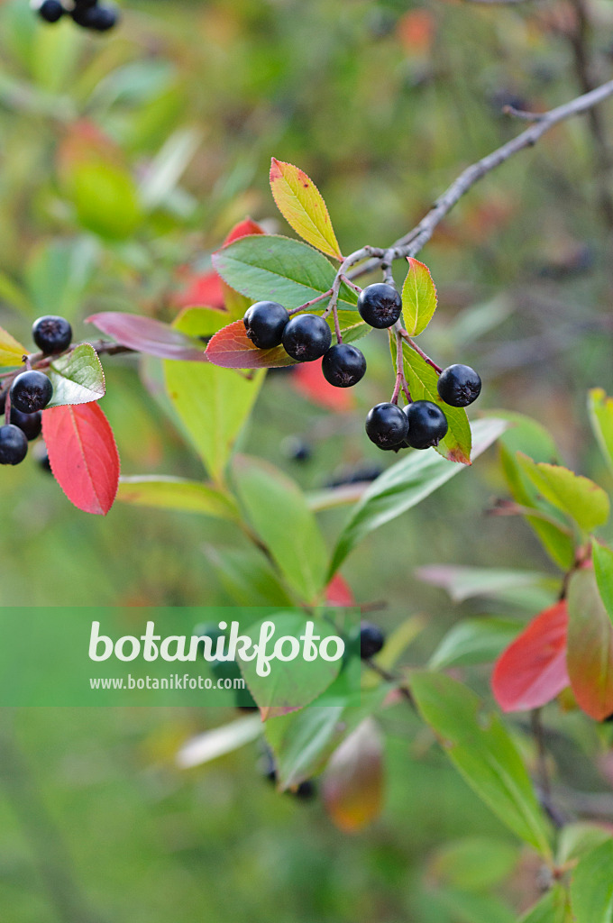 476192 - Filzige Apfelbeere (Photinia arbutifolia syn. Aronia arbutifolia)