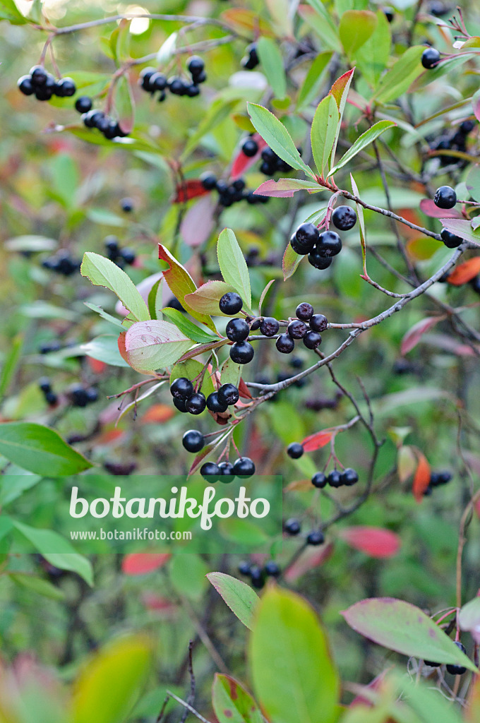 476193 - Filzige Apfelbeere (Photinia arbutifolia syn. Aronia arbutifolia)