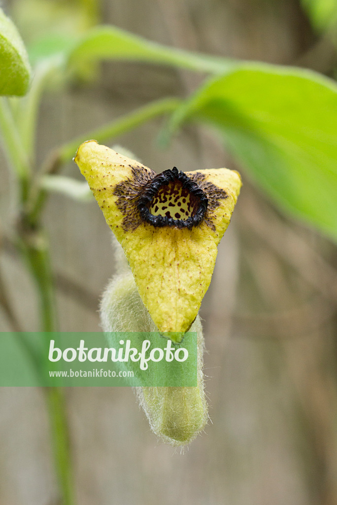 557021 - Filzige Pfeifenwinde (Aristolochia tomentosa)