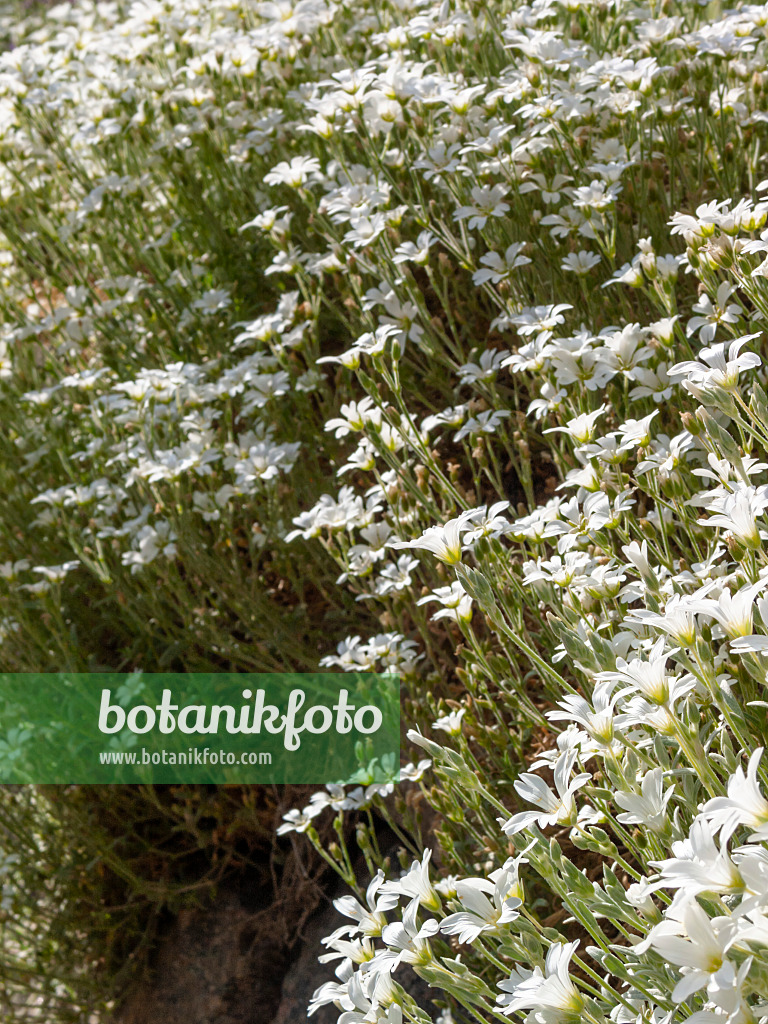 413026 - Filziges Hornkraut (Cerastium tomentosum)