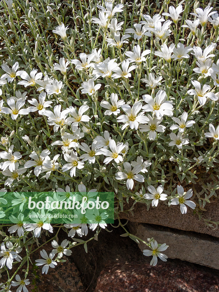 413027 - Filziges Hornkraut (Cerastium tomentosum)