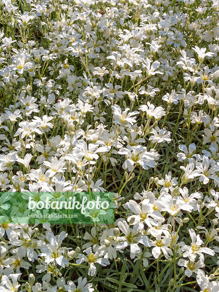 413052 - Filziges Hornkraut (Cerastium tomentosum)