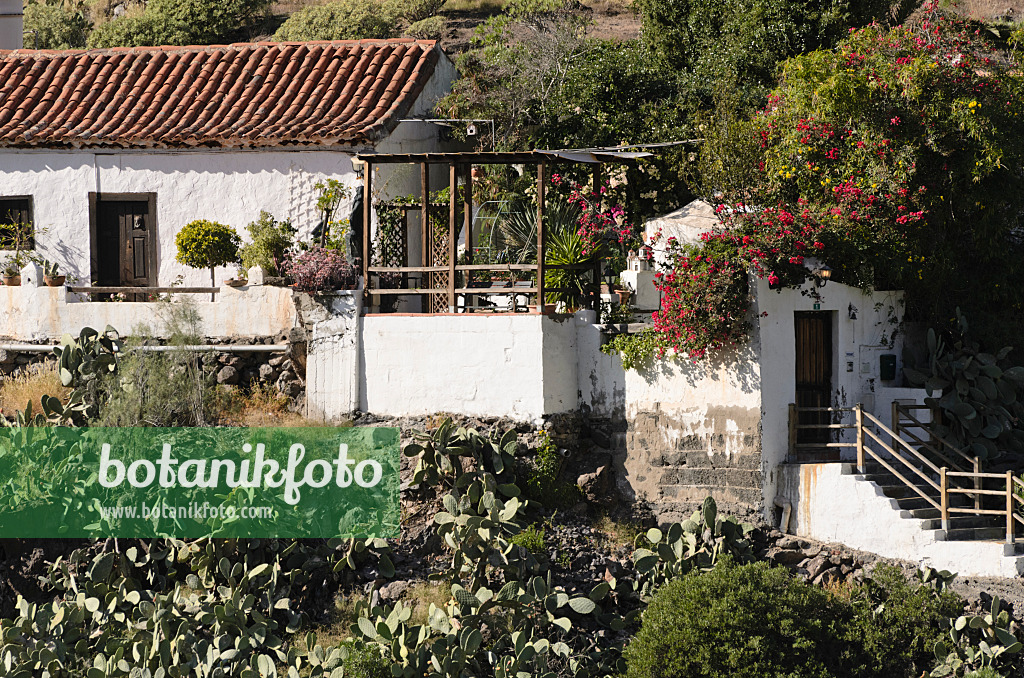 564081 - Finca mit Drillingsblumen (Bougainvillea) und Feigenkakteen (Opuntia), Gran Canaria, Spanien