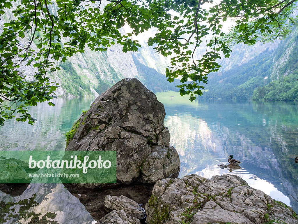 439157 - Findlinge am Obersee, Nationalpark Berchtesgaden, Deutschland