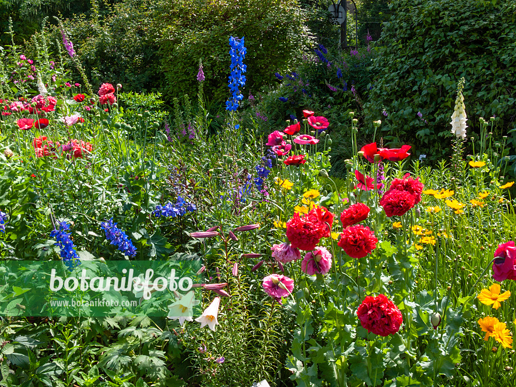 414172 - Fingerhüte (Digitalis), Mohn (Papaver) und Rittersporne (Delphinium) in einem bunten Bauerngarten