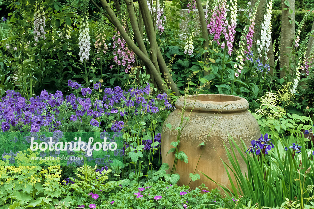 429188 - Fingerhut (Digitalis), Storchschnabel (Geranium) und Wiesenschwertlilie (Iris sibirica)