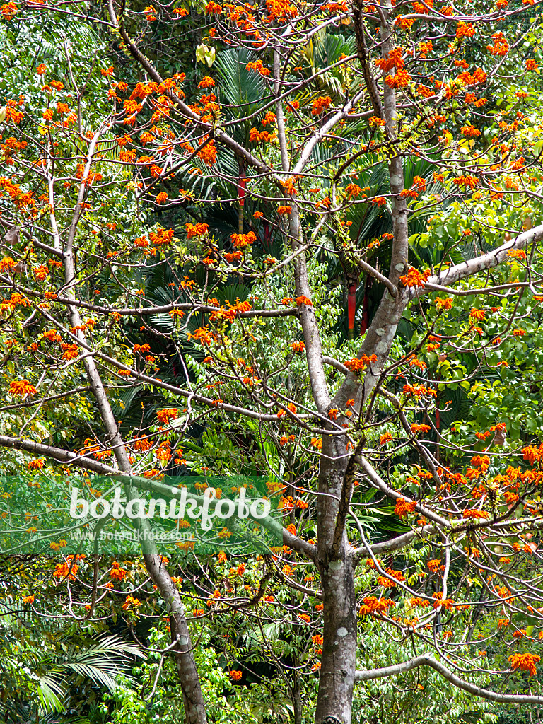 434358 - Firmiana malayana 434358 - Firmiana malayana