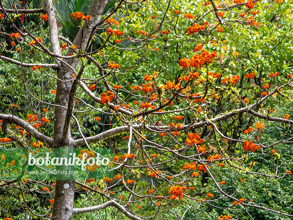 434359 - Firmiana malayana 434359 - Firmiana malayana