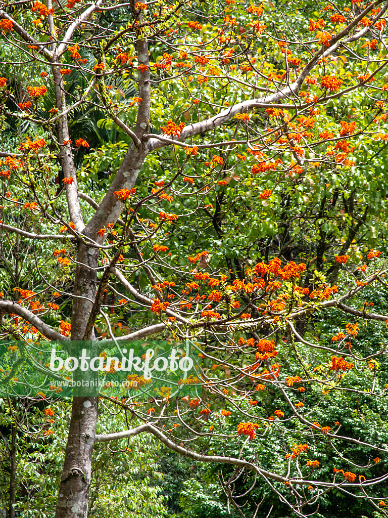 434360 - Firmiana malayana 434360 - Firmiana malayana
