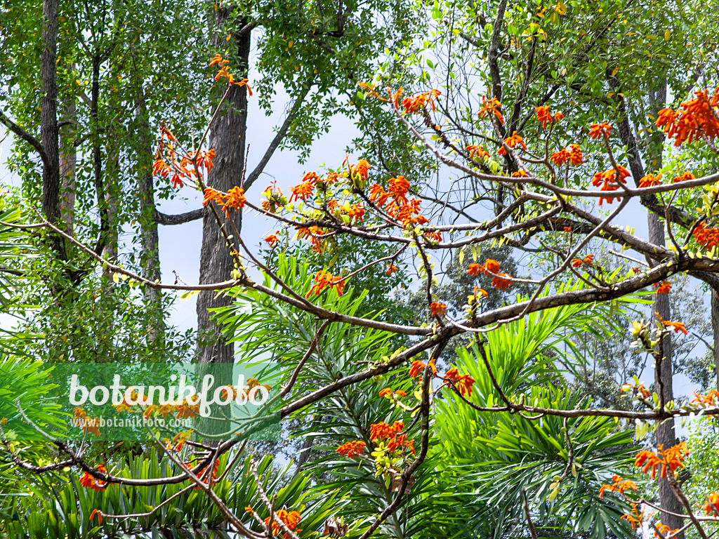 434361 - Firmiana malayana 434361 - Firmiana malayana