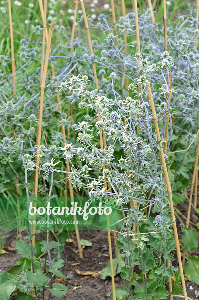 486120 - Flachblättriger Mannstreu (Eryngium planum 'Blaukappe')