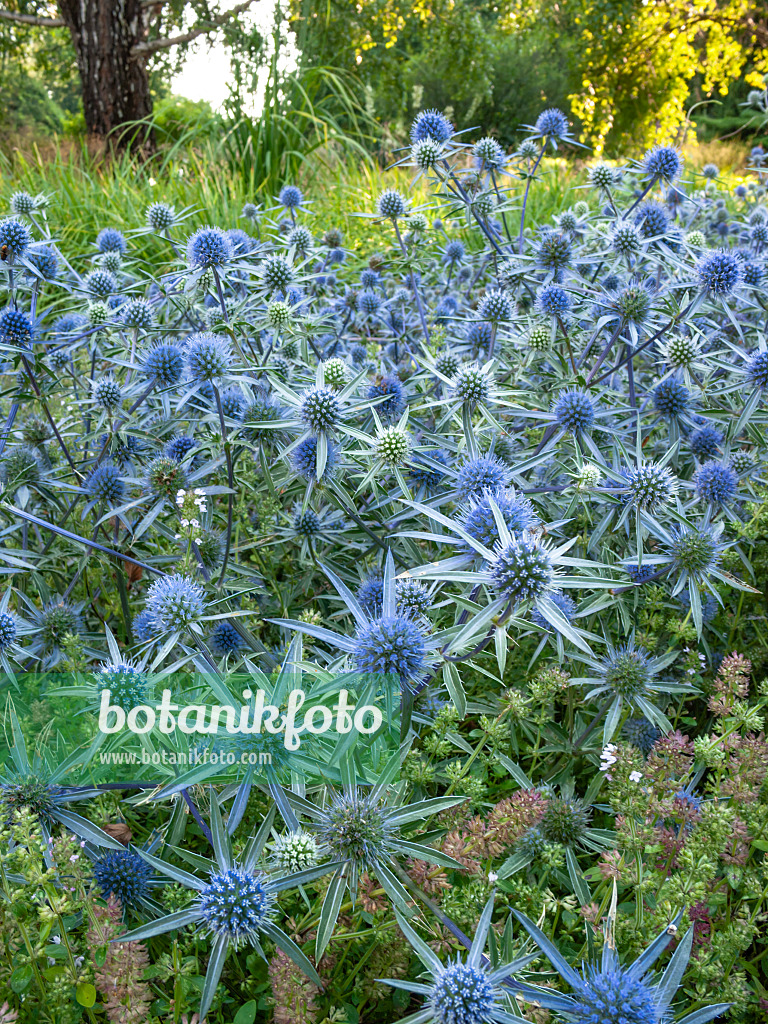 416010 - Flachblättriger Mannstreu (Eryngium planum 'Blauer Zwerg')