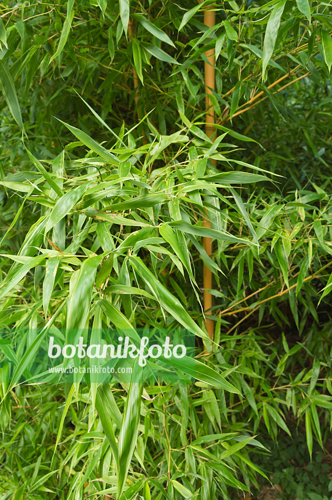 511257 - Flachrohrbambus (Phyllostachys bambusoides 'Castillonis')