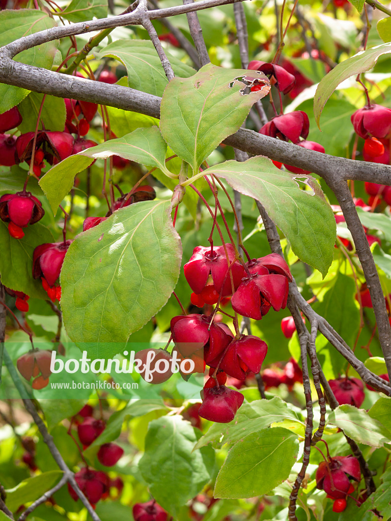 404086 - Flachstieliger Spindelstrauch (Euonymus planipes)