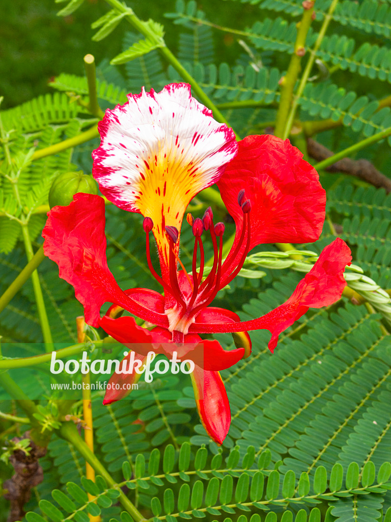 411154 - Flamboyant (Delonix regia)