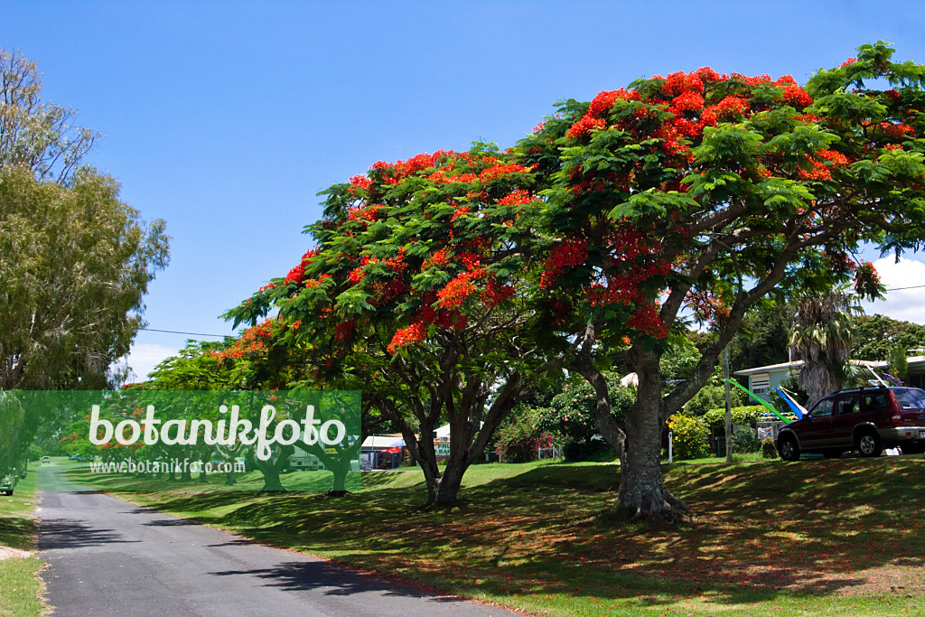 455081 - Flamboyant (Delonix regia), Dunwich, North Stradbroke Island, Australien