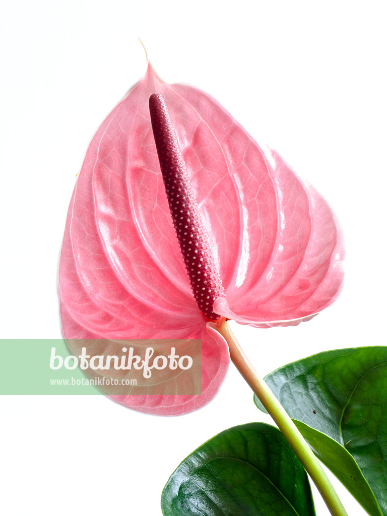 433129 - Flamingoblume (Anthurium)