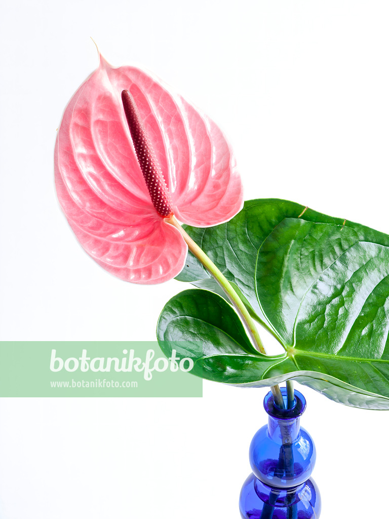 433130 - Flamingoblume (Anthurium)