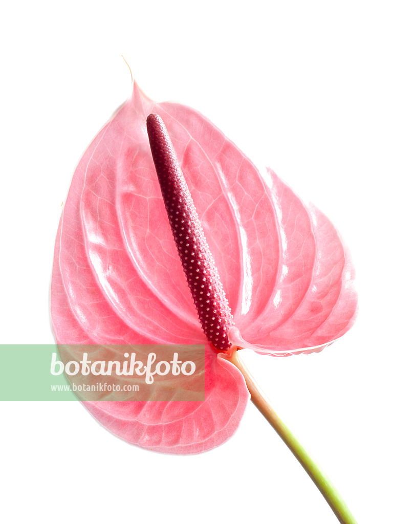 433131 - Flamingoblume (Anthurium)