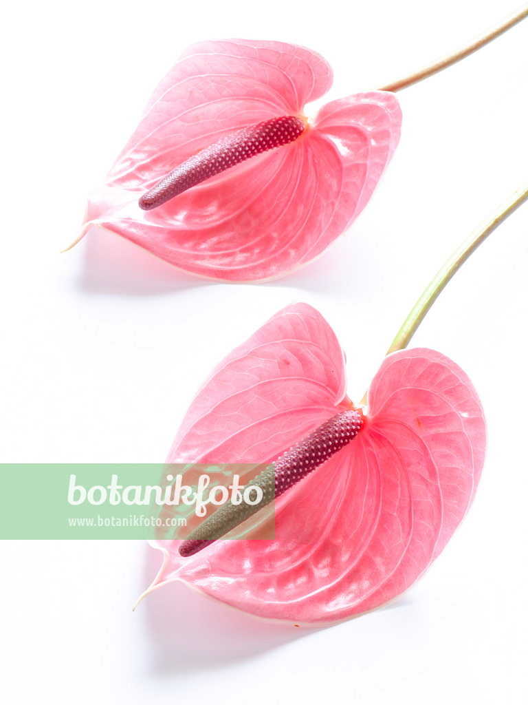 433133 - Flamingoblume (Anthurium)