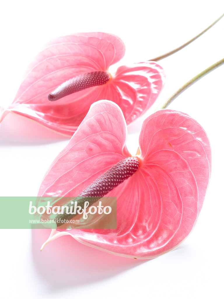 433134 - Flamingoblume (Anthurium)