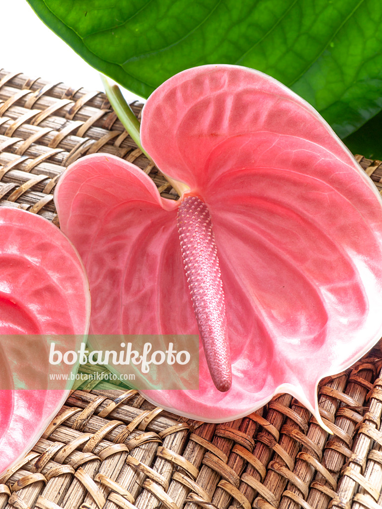 433136 - Flamingoblume (Anthurium)