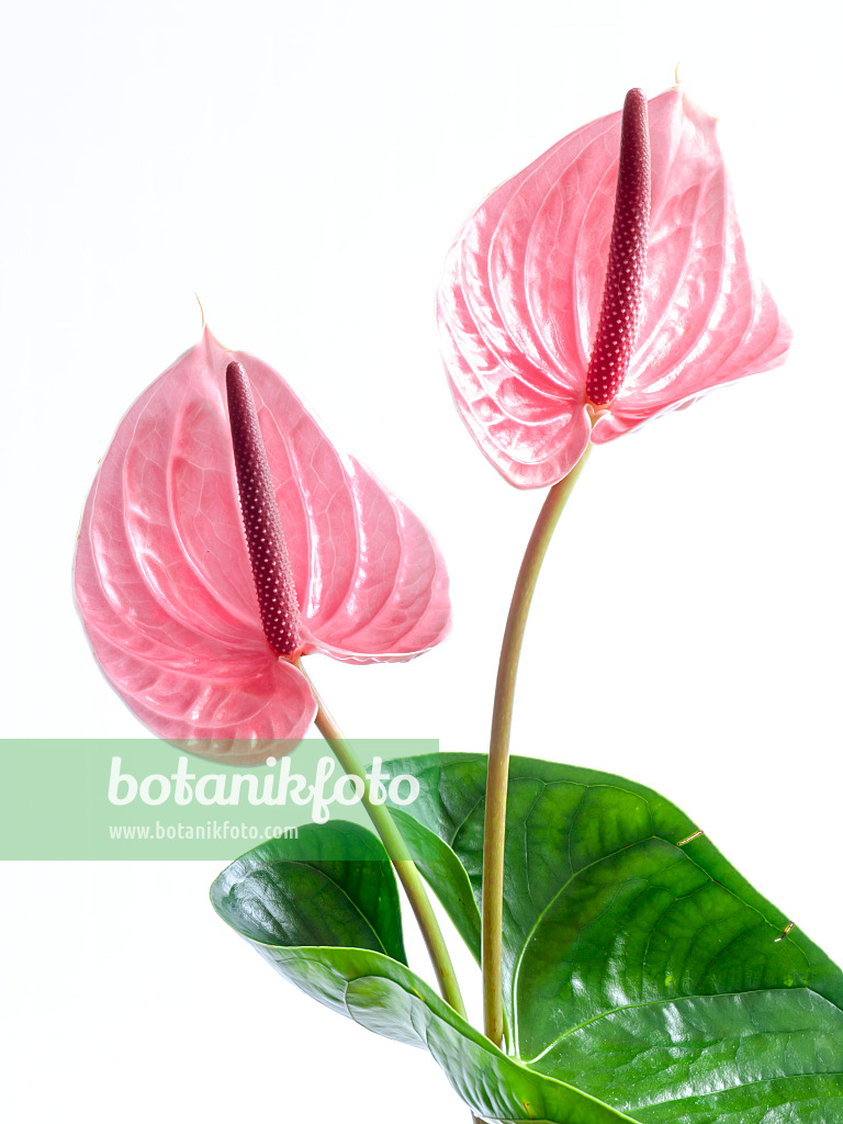 433139 - Flamingoblume (Anthurium)