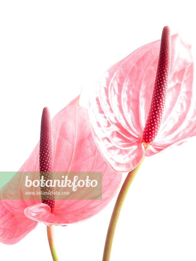 433140 - Flamingoblume (Anthurium)