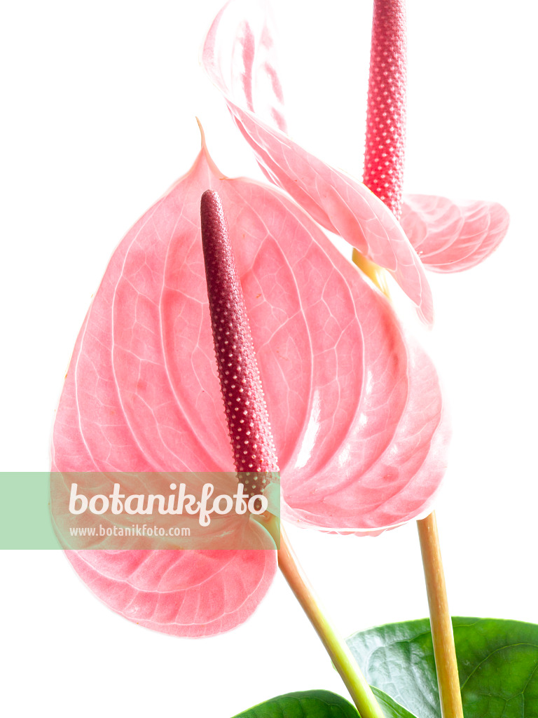 433142 - Flamingoblume (Anthurium)