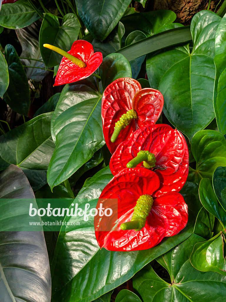 460148 - Flamingoblume (Anthurium)