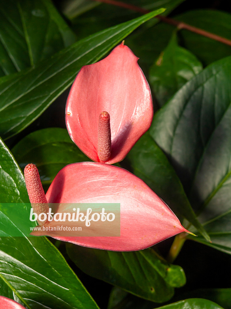 460146 - Flamingoblume (Anthurium andraeanum 'Micra')