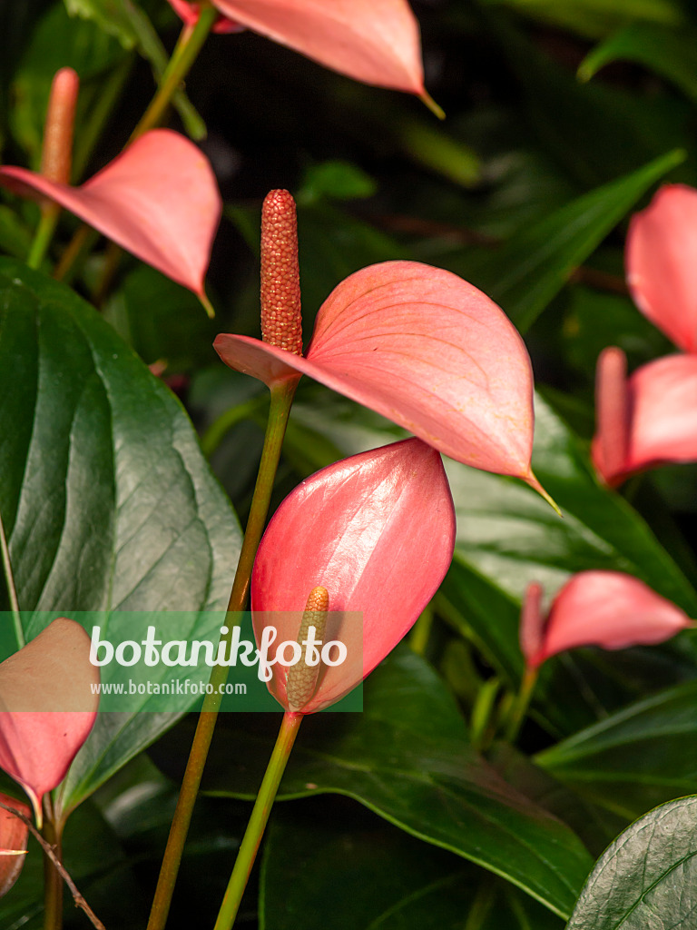 460147 - Flamingoblume (Anthurium andraeanum 'Micra')