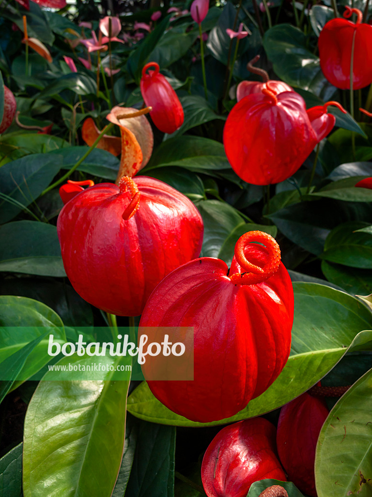 460145 - Flamingoblume (Anthurium scherzerianum 'Opus')