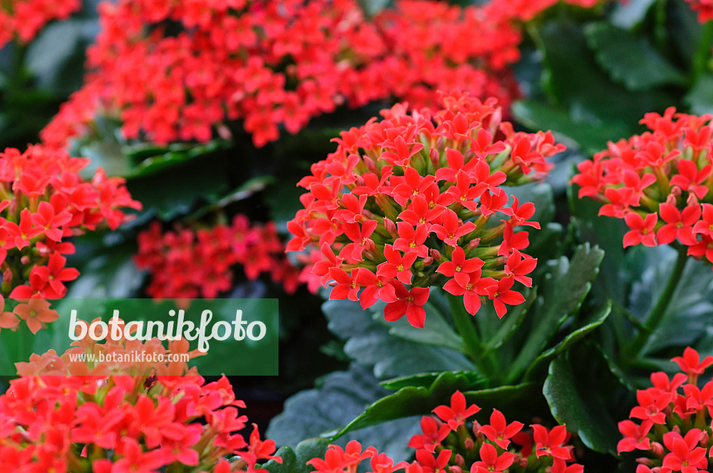 470119 - Flammendes Käthchen (Kalanchoe blossfeldiana)