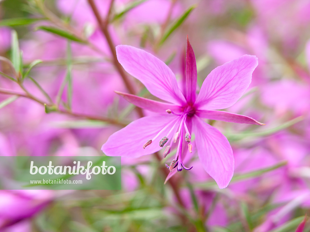 427059 - Fleischers Weidenröschen (Epilobium fleischeri)