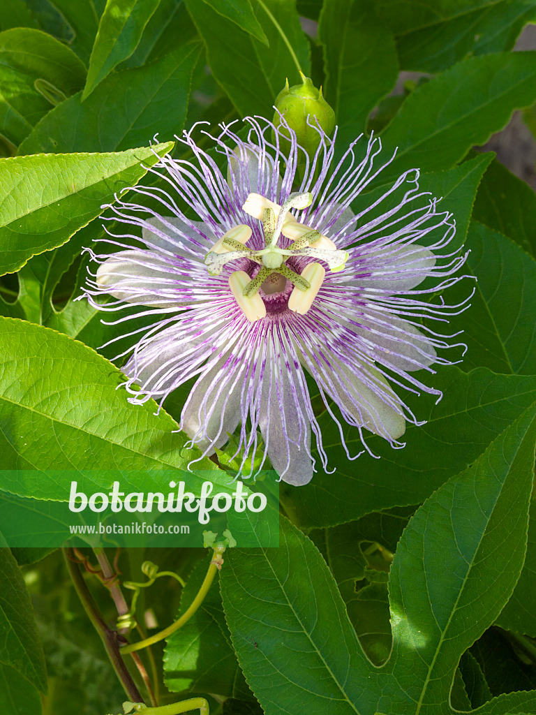 405031 - Fleischfarbene Passionsblume (Passiflora incarnata)