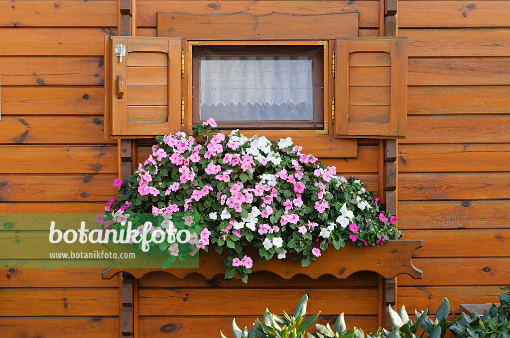 476100 - Fleißige Lieschen (Impatiens walleriana) an einer Gartenlaube